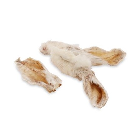 Oreille de lapin avec poils