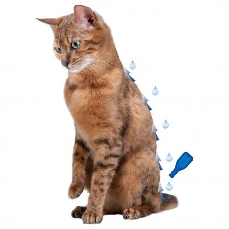 DiméthiCARE | 6 pipettes antiparasitaire naturelles pour chat