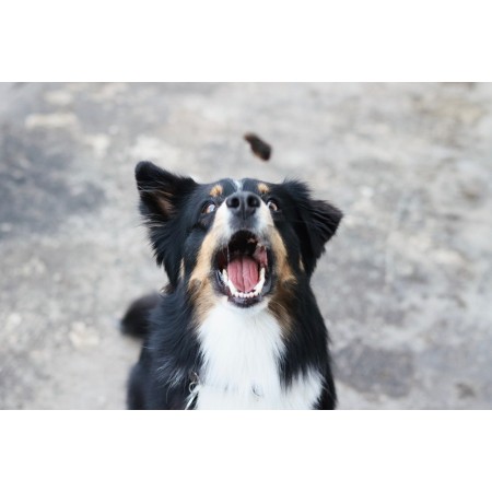 Cœurs de Poulet Séchés 100g pour Chiens - Friandises Naturelles et Saines